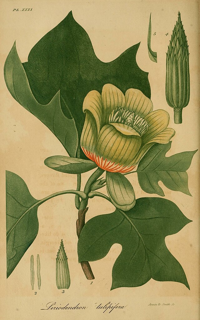 Dessin botanique des fleurs du tulipier de Virginie par Jacob Bigelow.