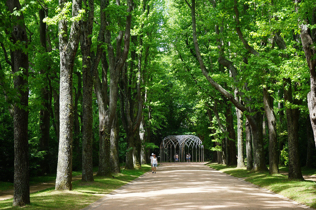 Dans l'arboretum du parc Serralves de Porto.