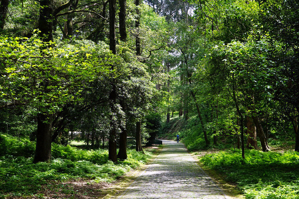 Dans la partie boisée du parc Serralves de Porto.