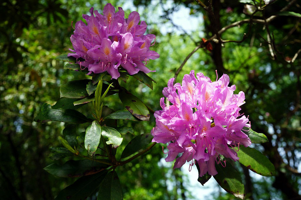 Rhododendrons dans la parc Serralves.