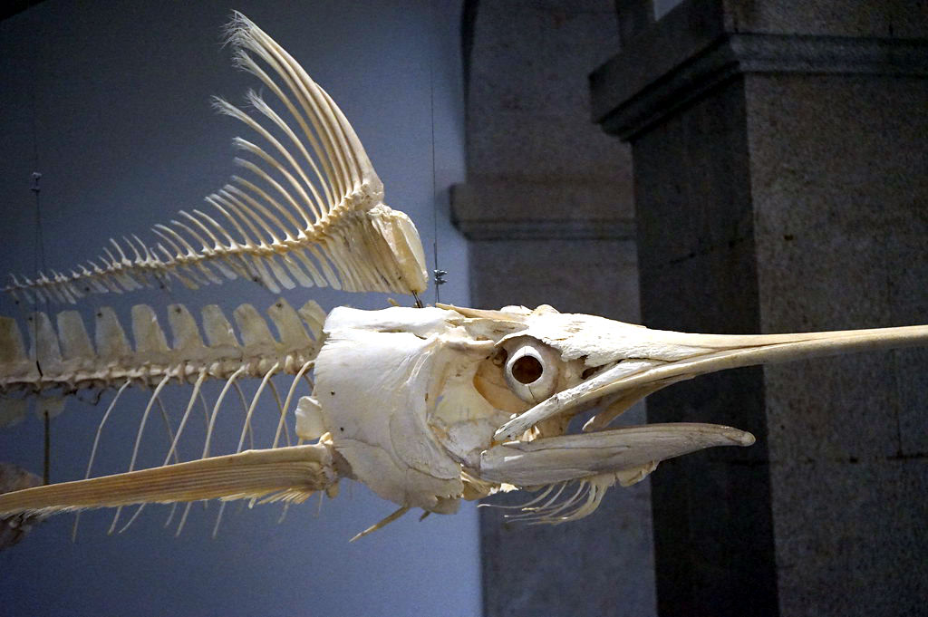 Squelette d'espadon dans le musée d'histoire naturelle de l'université de Porto.