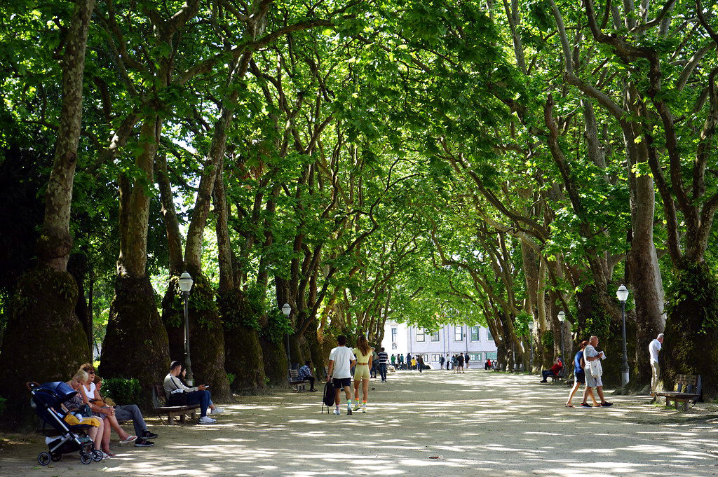 Allée de platanes dans le Jardim da Cordoaria à Porto.
