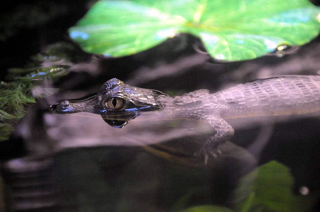 Sea life, l'aquarium de Porto - Photo Jose Concalves - Licence ccbysa 3.0