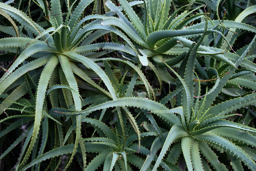 Aloès dans le Jardin botanique de Porto.