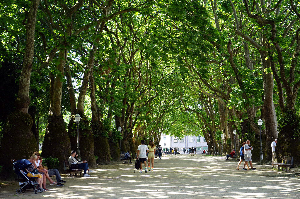 Allée de platanes dans le Jardim da Cordoaria à Porto.