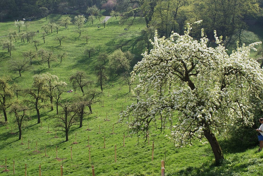 Au printemps, les vergers de la colline de Petrin en fleurs.