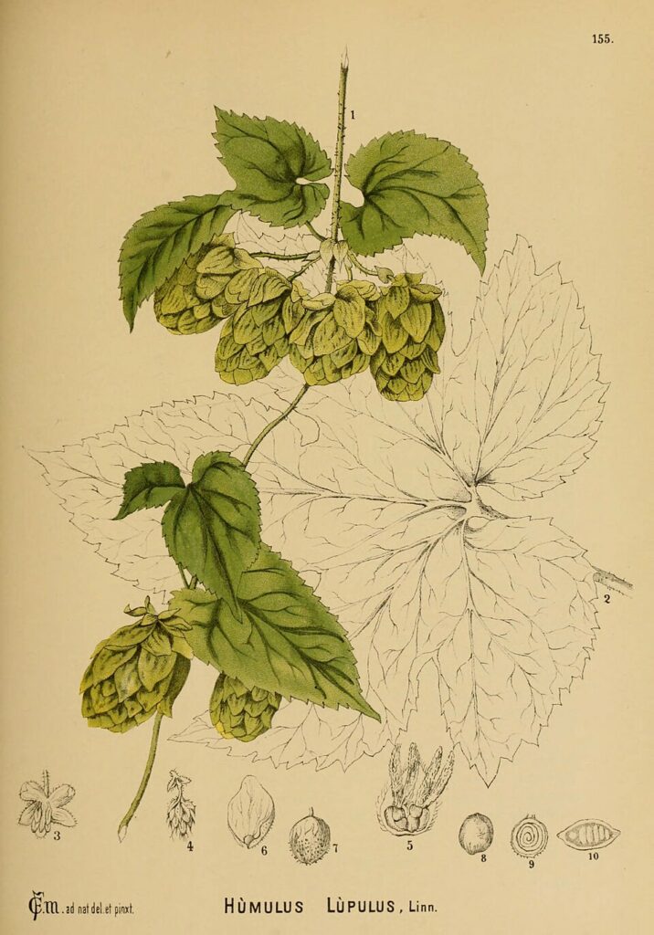 Dessin botanique du houblon ou humulus lupulus.