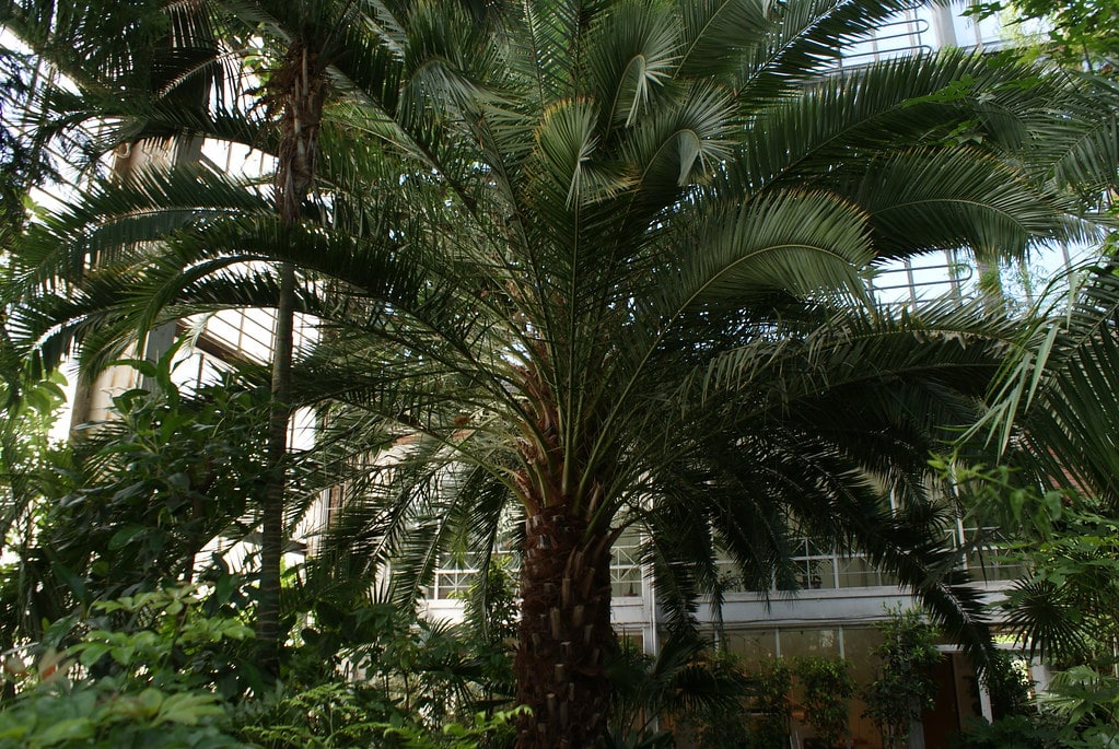 Palmier du jardin botanique de Riga : La meilleure raison de visiter le quartier de Pardaugava.