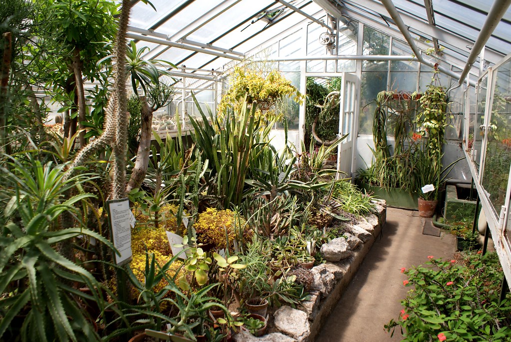 Serre des cactées du jardin botanique de Riga : La meilleure raison de visiter le quartier de Pardaugava.