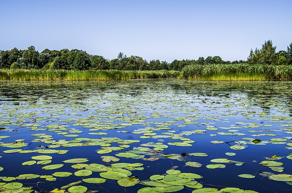 Lac Ķīšezers du parc de Mezaparks au nord de Riga. Photo de BirdsEyeLV