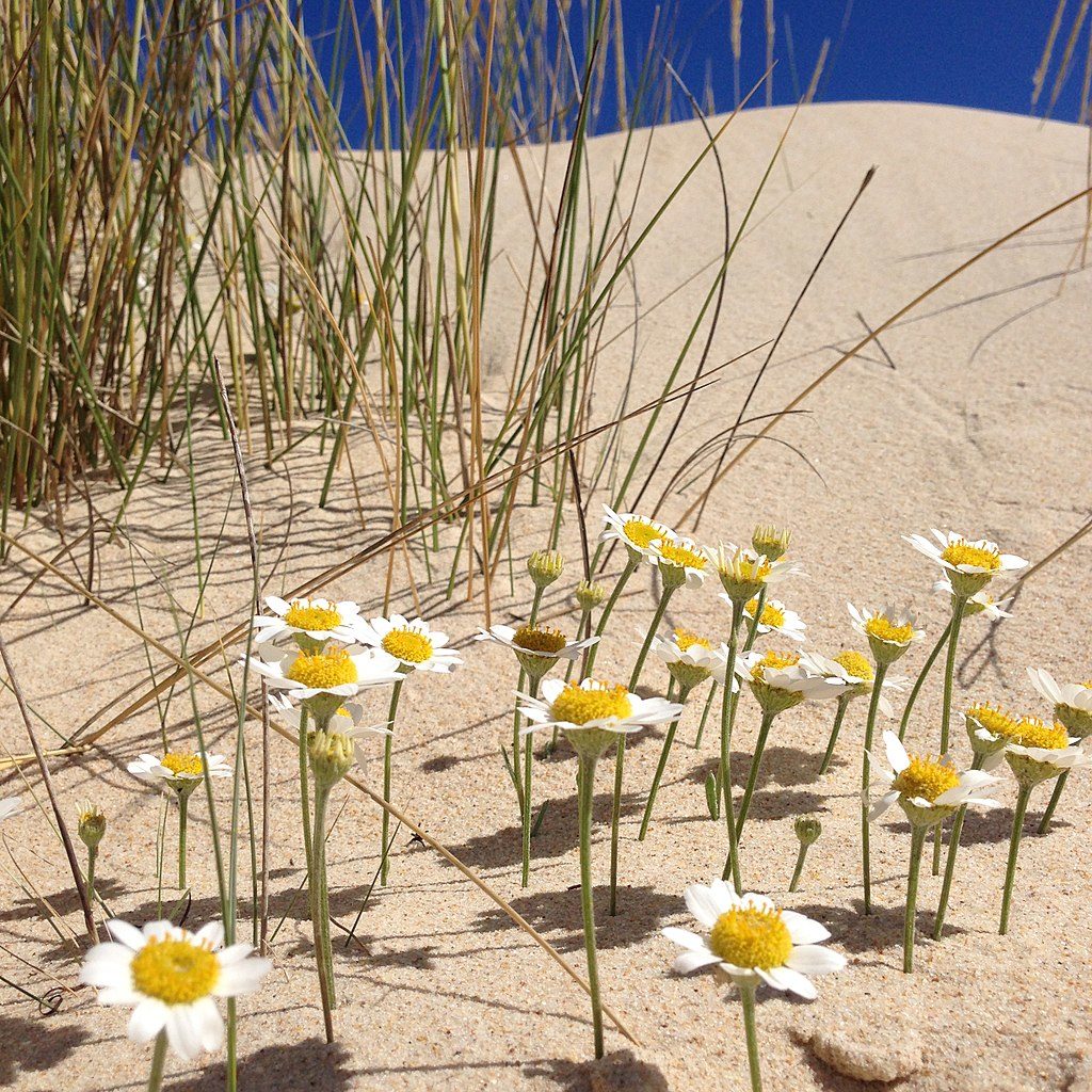 Fleurs dans le parc du Rio Formosa - Photo d'Artur Roca