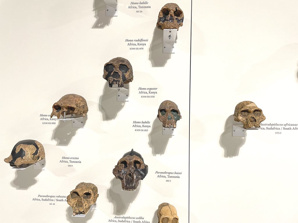 Frise chronologique des espèces humaines dans le Musée national préhistorique et ethnographique Luigi-Pigorini à Rome.