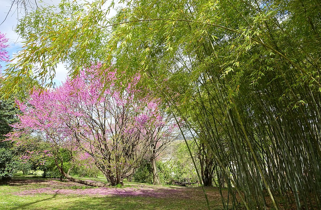 Dans le jardin botanique de Rome dans le quartier de Trastevere - Photo de Daderot