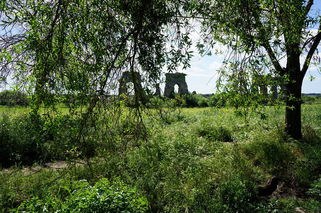 Saule dans le Parc des aqueducs dans le parc régional de la Via Appia à Rome.
