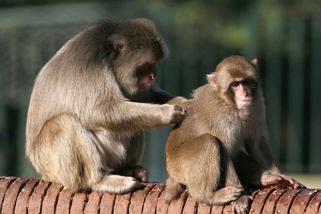 Bioparco : Macaques dy Japon au zoo de Rome. Photo de Scattare61 - Licence ccbysa 4.0
