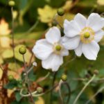 Jardin botanique d&rsquo;Edimbourg : La nature dans toute sa beauté [Stockbridge]