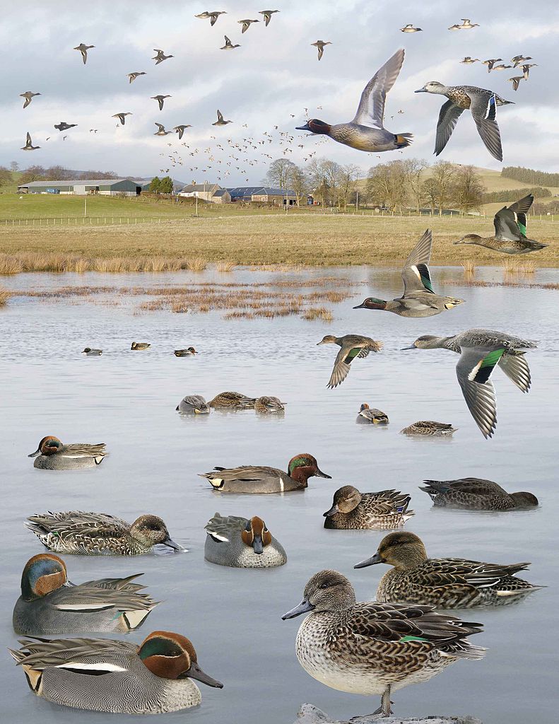 Sarcelle d'hiver - Photo montage de Richard Crossley