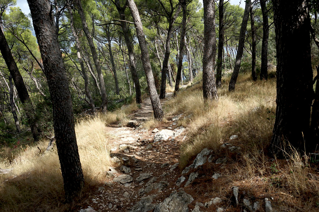 Dans la forêt de pins de Marjan.