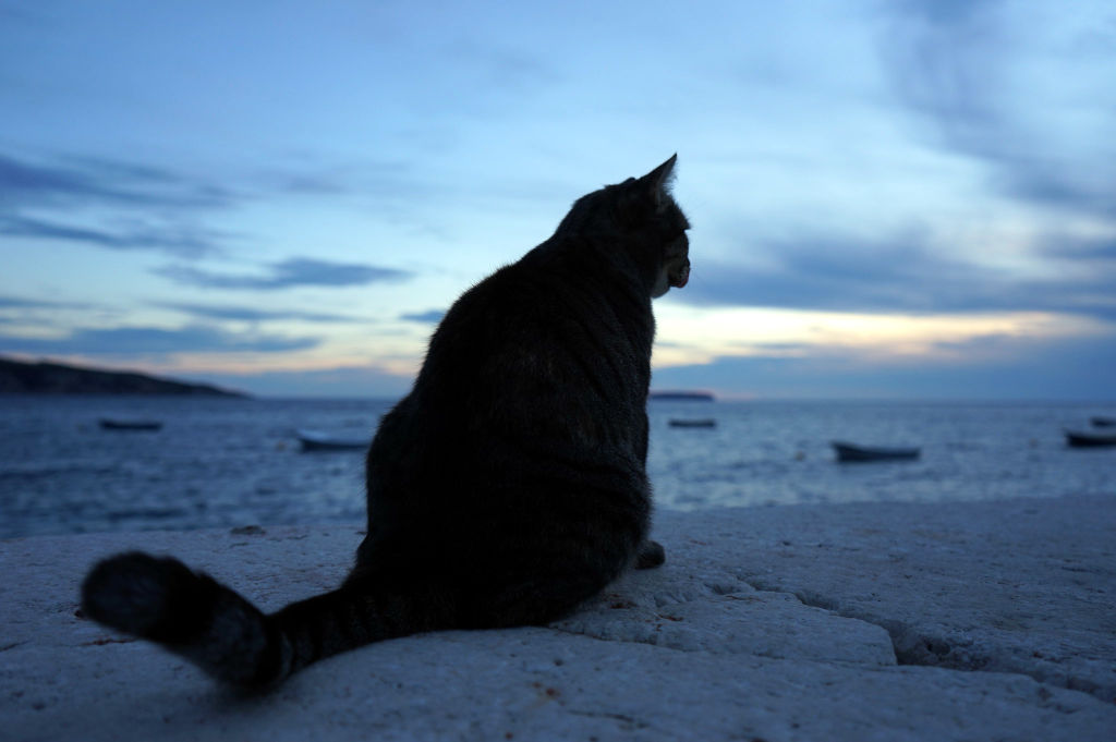 Le regard au loin d'un chat de Komiza, village de pêcheurs.