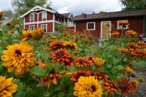 Skansen à Stockholm, musée en plein air pour toute la famille