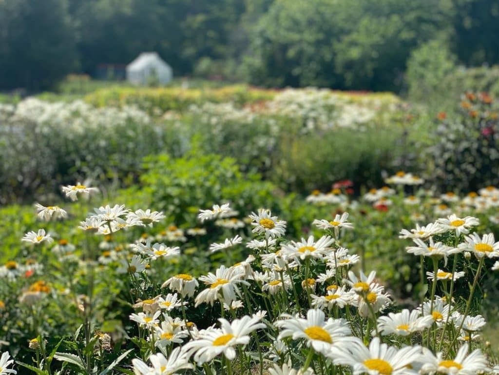 Jardin Rosendal à Stockholm.