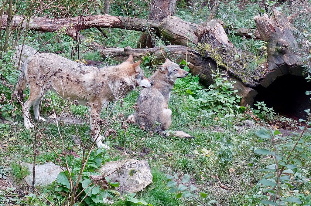 Loups au zoo du Skansen de Stockholm - Photo de Sonse - Licence CCBY 2.0