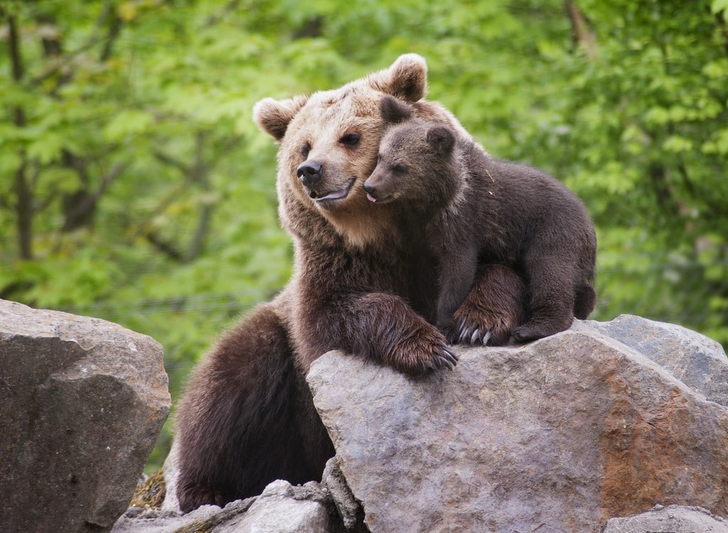 Ours bruns au zoo du Skansen de Stockholm - Photo de Marie Andersson - Licence CCBY 3.0