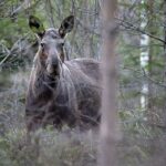 Excursion élans et faune sauvage autour de Stockholm : Une journée dans la nature suédoise