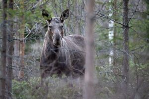 Excursion élans et faune sauvage autour de Stockholm : Une journée dans la nature suédoise