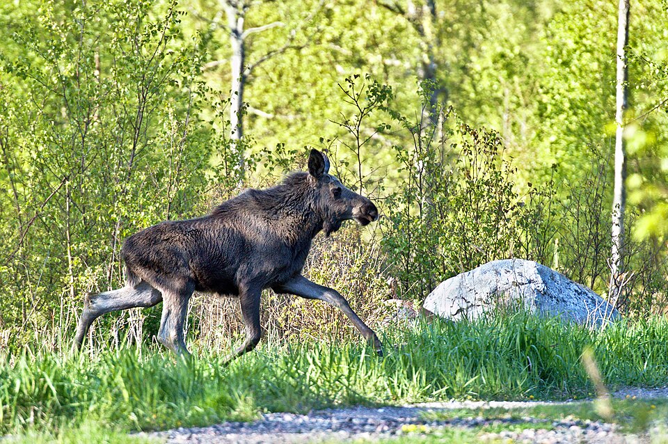 Excursion d'observation d'élan autour de Stockholm - Photo de Hangsna - Licence ccbysa 4.0