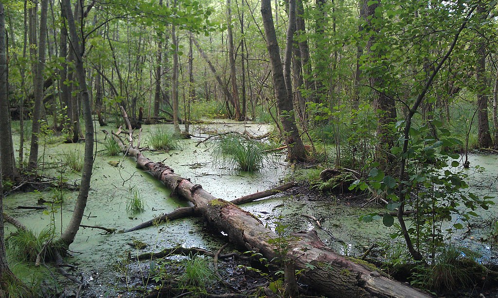 Dans la Réserve naturelle de Judarskogen près de Stockholm - Photo de Tomashu - Licence CCBYSA 3.0