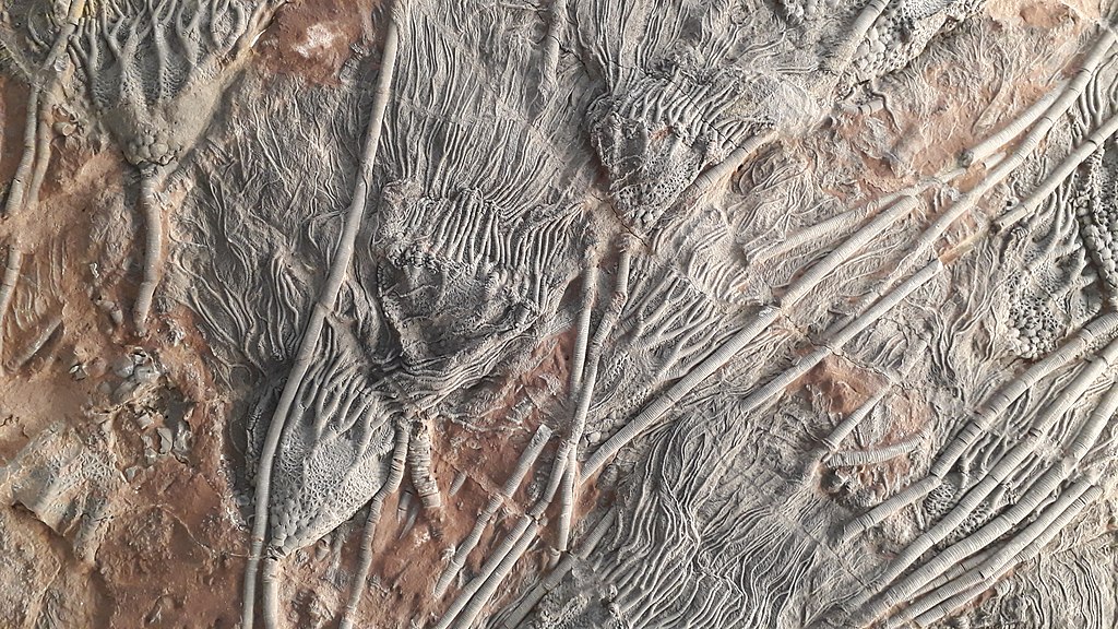 Crinoides au musée géologique de Lausanne - Photo de Roman Deckert - Licence ccbysa 4.0