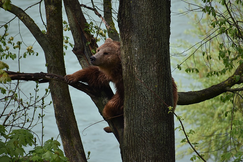 Ours dans un arbre dans la ville de Berne - Photo de ZarlokX - Licence ccbysa 4.0