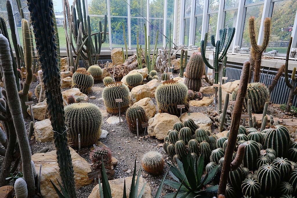 Cactus du jardin botanique - Photo de Guilhem Vellut - Licence ccby 2.0