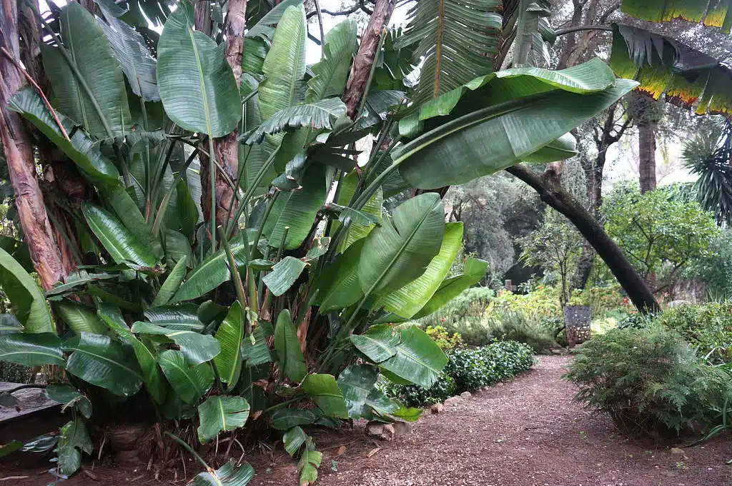 Bananier dans le cimetière Saint Andrew de Tanger.