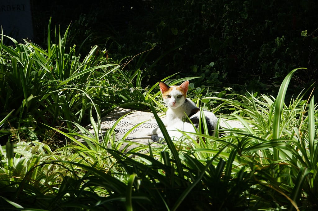 Un chat alerte sur une stèle du cimetière de l'église Saint Andrew à Tanger.