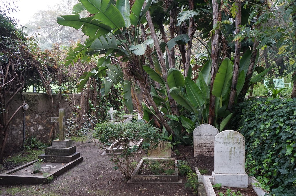 Bananier dans le cimetière Saint Andrew de Tanger.
