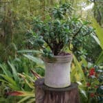 Jardin botanique Donabo Gardens à Tanger : Un café et des plantes