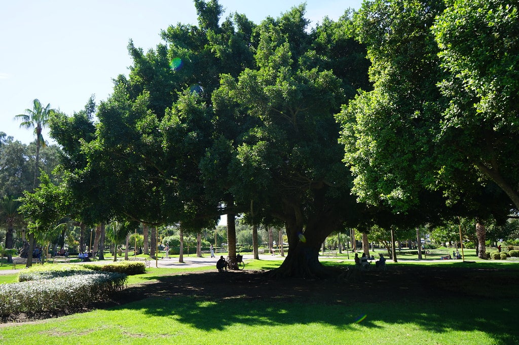 Dans le jardin de la Villa Harris à Tanger.