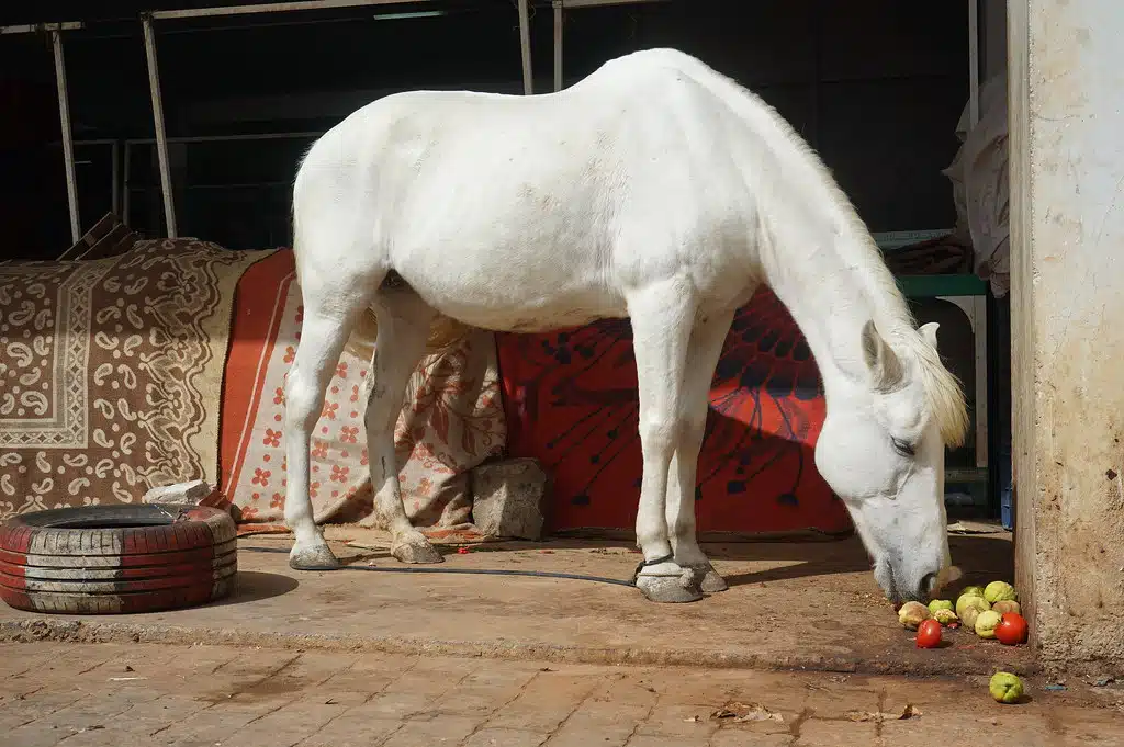 Cheval blanc dans le marché de Casabarata à Tanger.