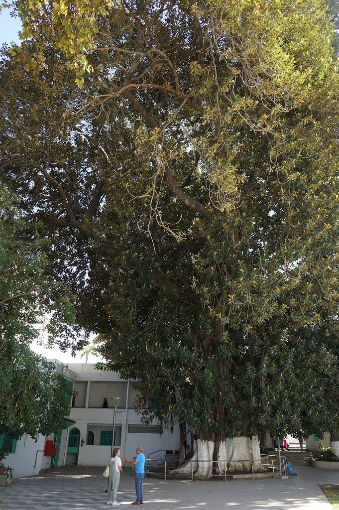 Ficus elastica, l'arbre le plus imposant de Tanger devant le musée de l'indépendance à Tanger.