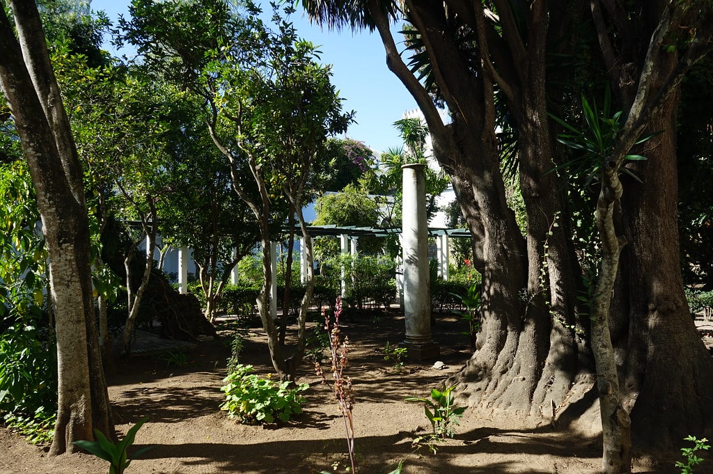 Beaucarnea recurvata, le Beaucarnéa, Yucca, arbre bouteille (ou Pied d'éléphant) dans le jardin du musée de la Casbah à Tanger.