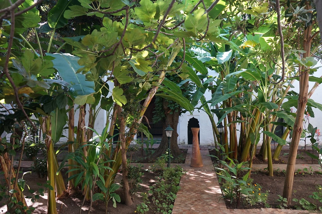 Figuier et bananiers dans le jardin du musée de la Kasbah à Tanger.