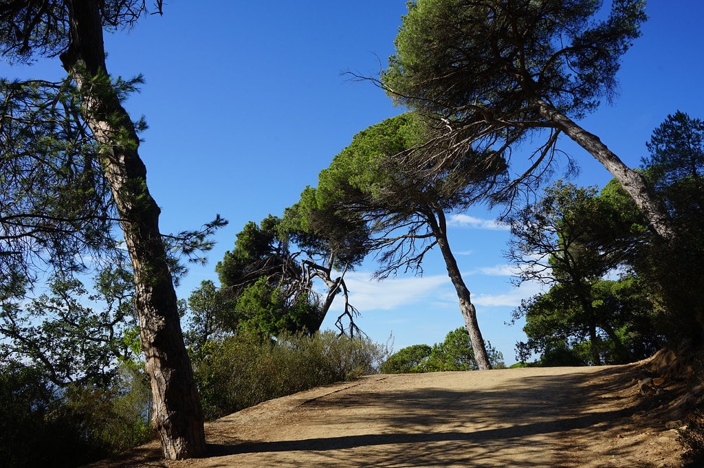 Pins dans le Parc Perdicaris à Tanger.