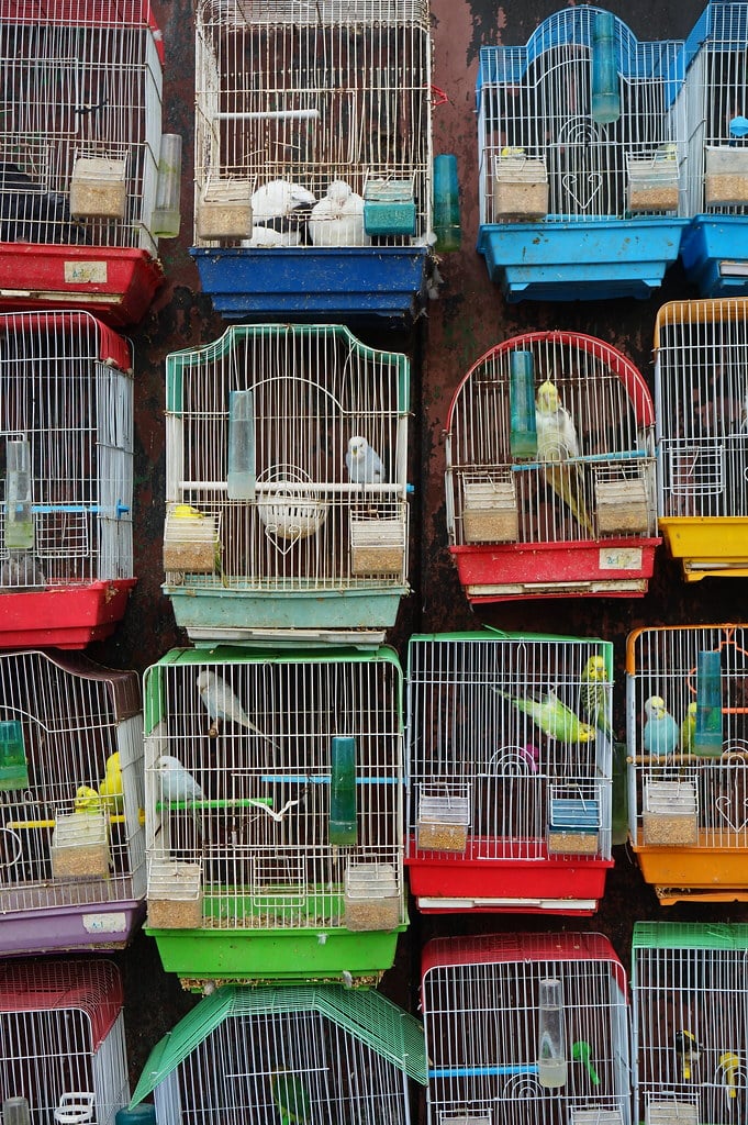 Vendeur d' oiseaux à Tanger.