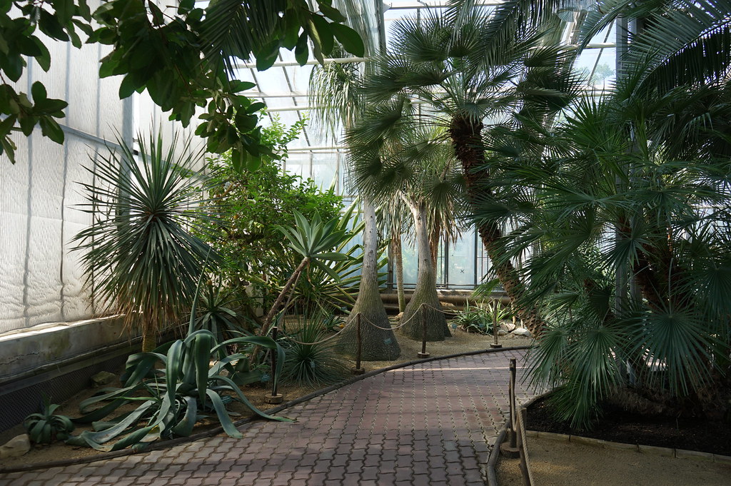 Palmiers dans la serre principale de la Sbírkové skleníky Výstaviště Flora (Collection de plantes sous serres) à Olomouc.