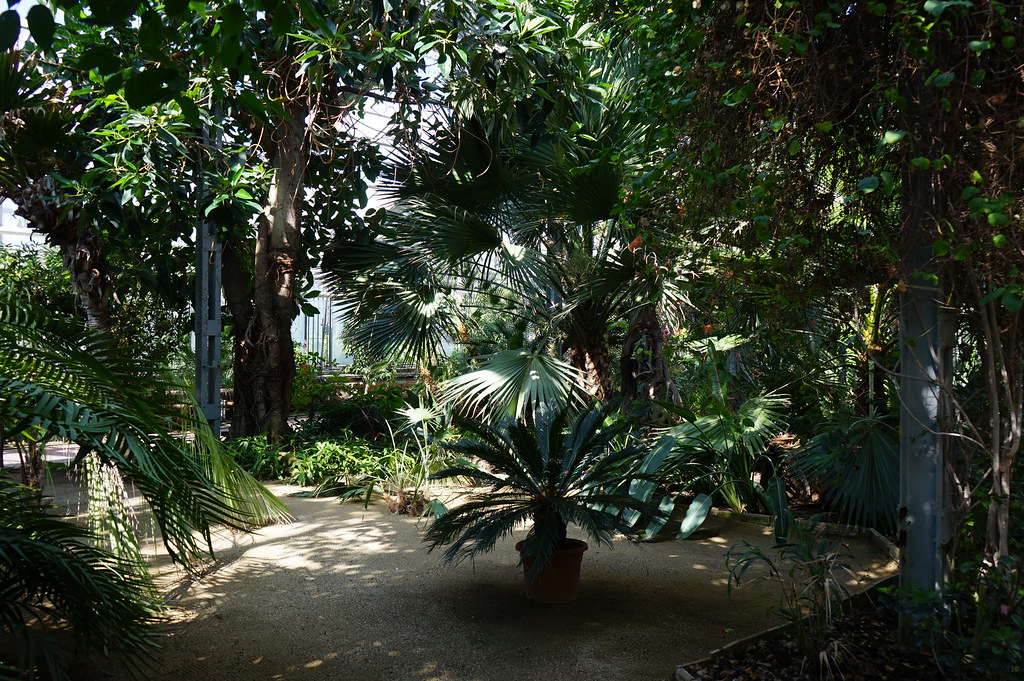 Dans la serre principale de la Sbírkové skleníky Výstaviště Flora (Collection de plantes sous serres) à Olomouc.