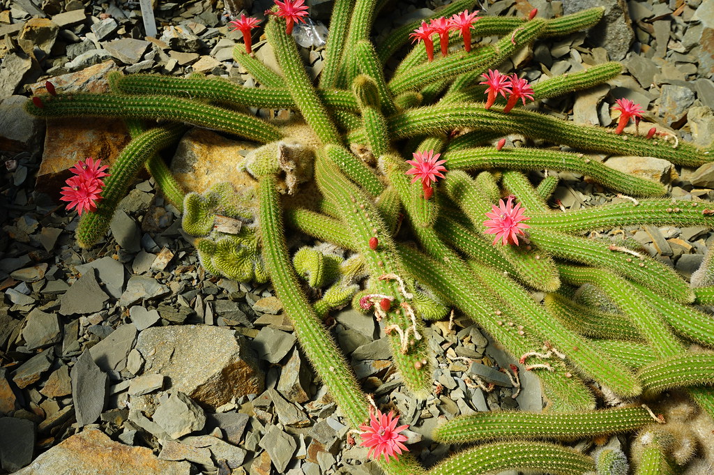 Cactus de la serre désertique de la Sbírkové skleníky Výstaviště Flora (Collection de plantes sous serres) à Olomouc.