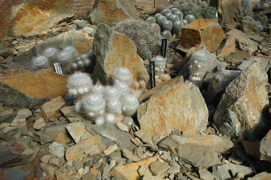 Dans la serre désertique de la Sbírkové skleníky Výstaviště Flora (Collection de plantes sous serres) à Olomouc.