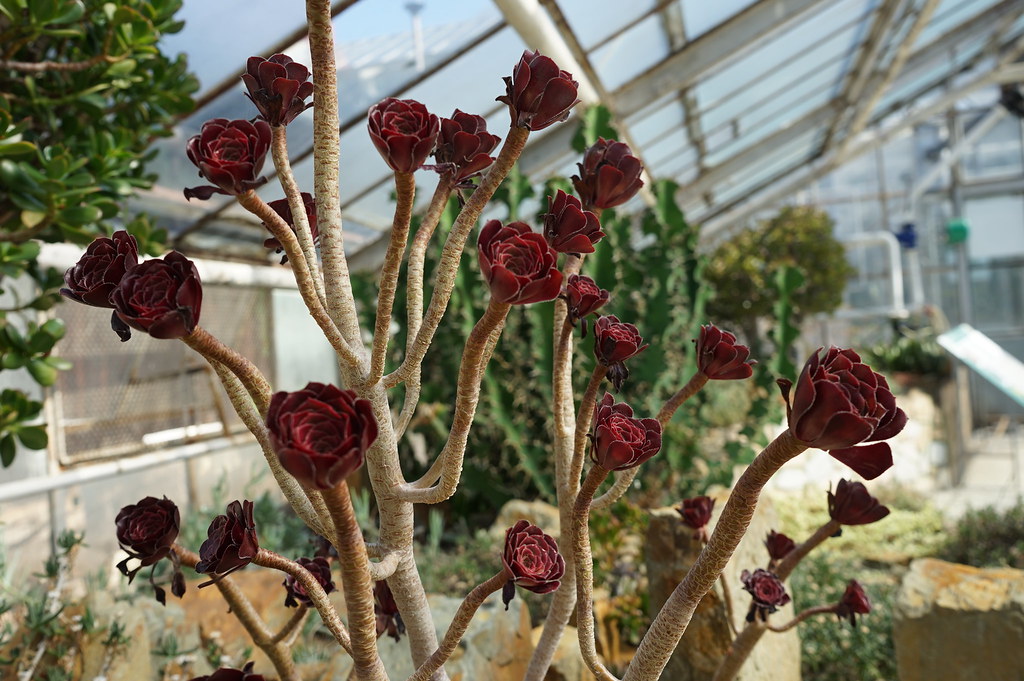 Dans la serre désertique de la Sbírkové skleníky Výstaviště Flora (Collection de plantes sous serres) à Olomouc.